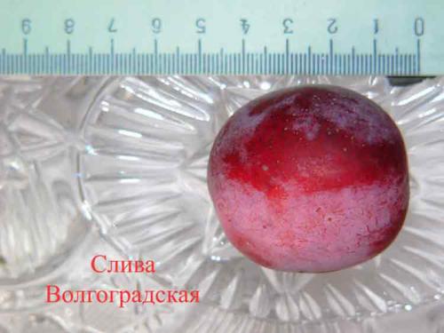 Каталог сортов слив. Сорта слив – 60 сортов 2022 года с описанием и фото