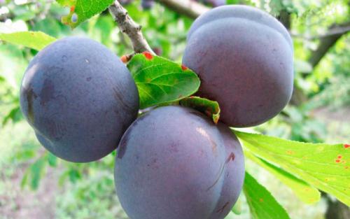 Каталог сортов слив. Сорта слив – 60 сортов 2022 года с описанием и фото