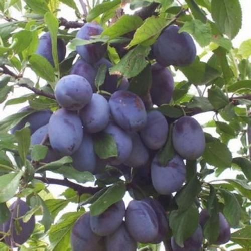 Сорта слив для ростовской области. Слива 14