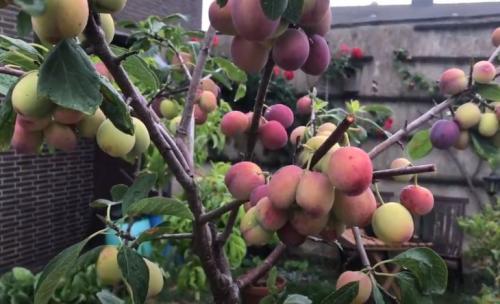 Сорта слив для ростовской области. Слива 29