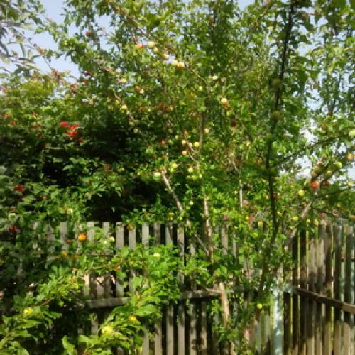 Сорта слив для ростовской области. Слива 15