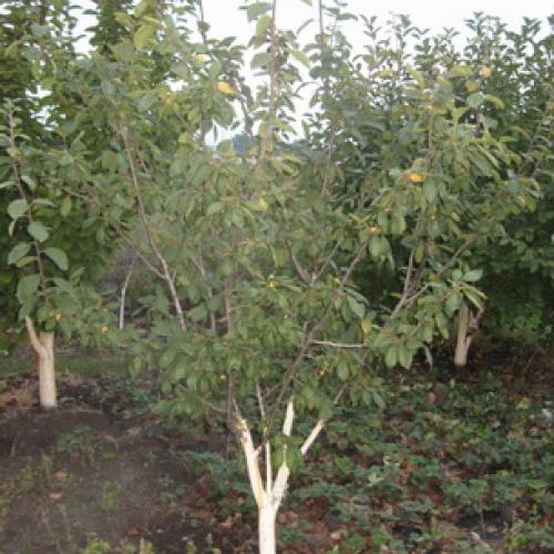 Сорта слив для ростовской области. Слива 19