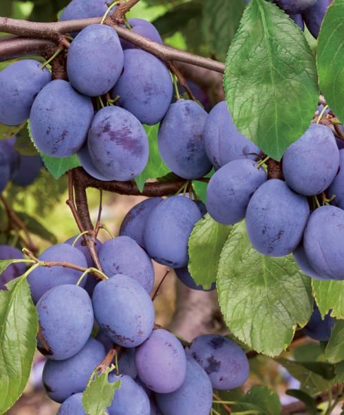 Каталог сортов слив. Сорта слив – 60 сортов 2022 года с описанием и фото