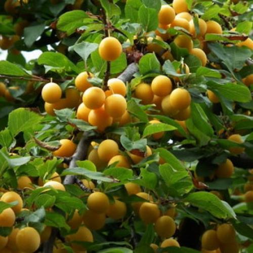 Сорта слив для ростовской области. Слива 18