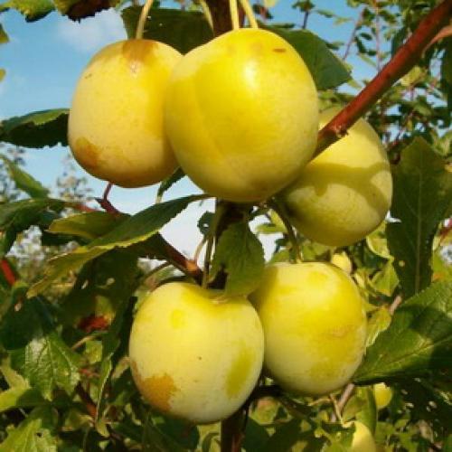 Сорта слив для ростовской области. Слива 16