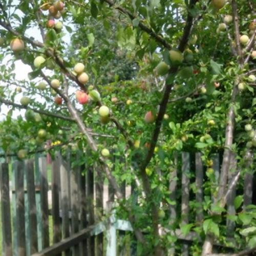 Сорта слив для ростовской области. Слива 17