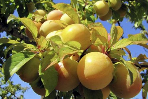 Каталог сортов слив. Сорта слив – 60 сортов 2022 года с описанием и фото