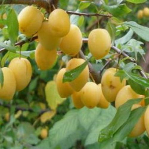 Сорта слив для ростовской области. Слива 20