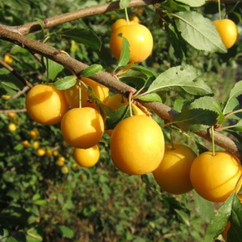 Сорта слив для ростовской области. Слива 21