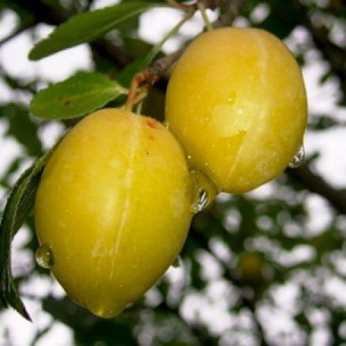 Сорта слив для ростовской области. Слива 22