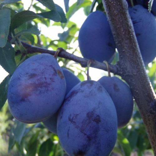 Каталог сортов слив. Сорта слив – 60 сортов 2022 года с описанием и фото