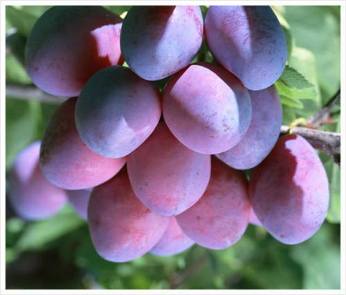 Сорта слив для ростовской области. Слива 25