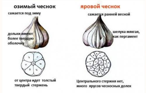 Благоприятные дни для посадки ярового чеснока. Как подготовить яровой чеснок к посадке в землю?