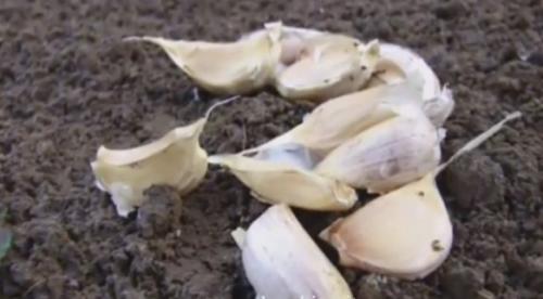 Благоприятные дни для посадки ярового чеснока. Как подготовить яровой чеснок к посадке в землю?