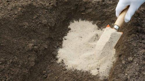 Посадка чеснока на зиму. Как правильно сажать чеснок под зиму