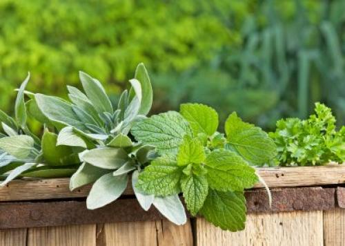 С чем можно сажать мелиссу. Companions For Lemon Balm – Learn About Lemon Balm Companion Planting