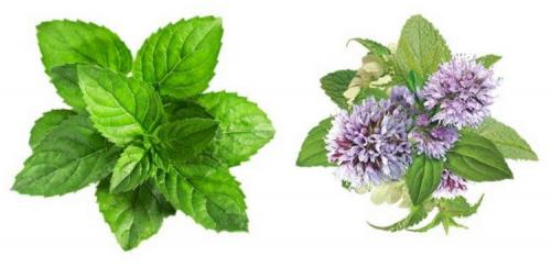 Когда сажать мелиссу в открытый грунт. Чудодейственная мелисса: особенности посадки и секреты ухода