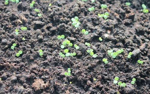 Когда сажать мелиссу в открытый грунт. Чудодейственная мелисса: особенности посадки и секреты ухода