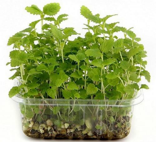 Когда сажать мелиссу в открытый грунт. Чудодейственная мелисса: особенности посадки и секреты ухода