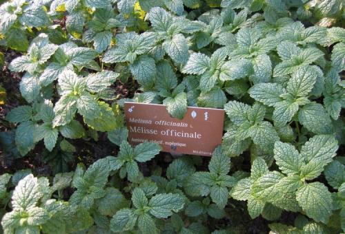 Когда сажать мелиссу в открытый грунт. Чудодейственная мелисса: особенности посадки и секреты ухода