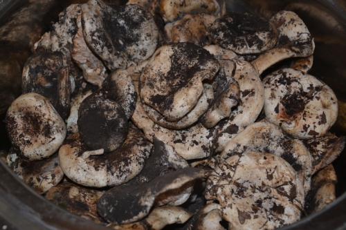 Угостили баночкой соленых груздей. Соленые грузди.