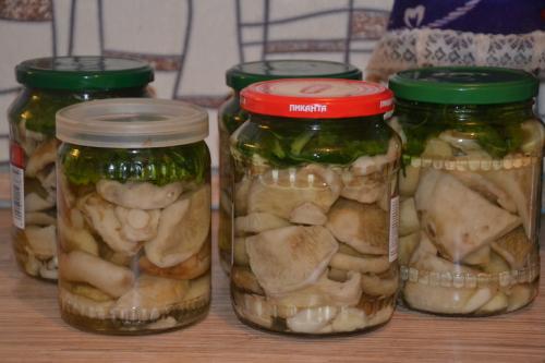 Угостили баночкой соленых груздей. Соленые грузди.