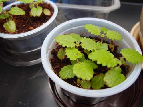 Выращивание рассады мелиссы из семян. Как вырастить мелиссу из семян на рассаду в домашних условиях