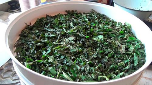 Как заготовить мелиссу для чая. Способы ферментации мелиссы для чая в домашних условиях с пошаговыми инструкциями