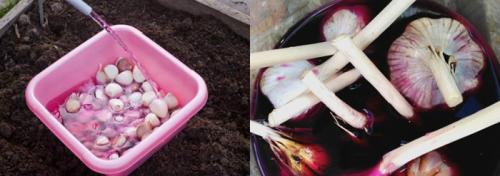 Как подготовить чеснок к посадке весной. Подготовка посадочного материала