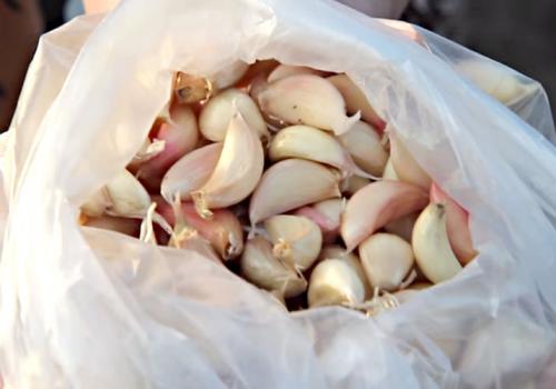 Посадка чеснока весной в открытый грунт. Посадка чеснока на головку весной в открытый грунт