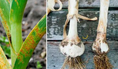 Чеснок стал мягким. Болезни и вредители чеснока: признаки, правила и методы лечения