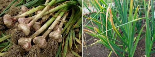 Чеснок стал мягким. Болезни и вредители чеснока: признаки, правила и методы лечения