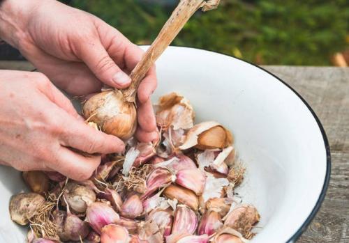 Бактериоз чеснока. Болезни чеснока, вредители и борьба с ними