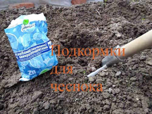 Чем обработать чеснок. Болезни чеснока, вредители и борьба с ними