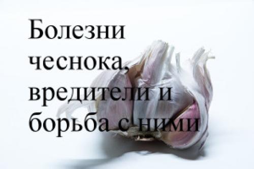 Чем обработать чеснок. Болезни чеснока, вредители и борьба с ними