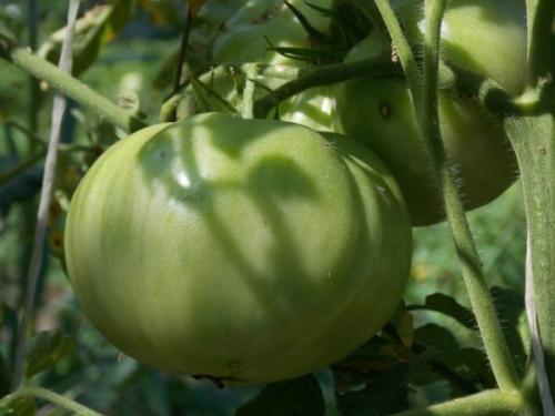 Фитоспорин для помидор. Применение «Фитоспорина» для помидоров