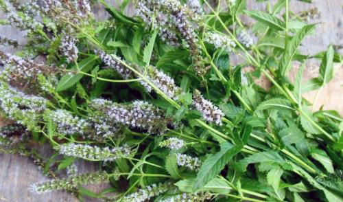 Как хранить мяту в контейнере. Как хранить свежую мяту