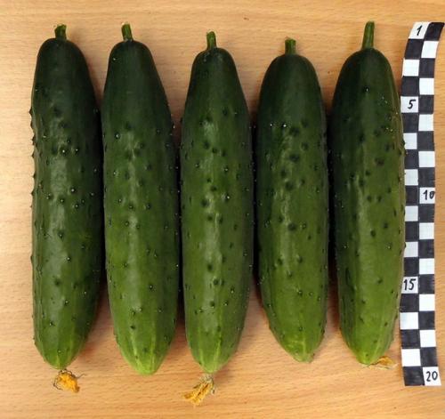 Огурцы кустовые самоопыляемые. ТОП-50 сортов огурцов для открытого грунта 2022 года — фото с описанием