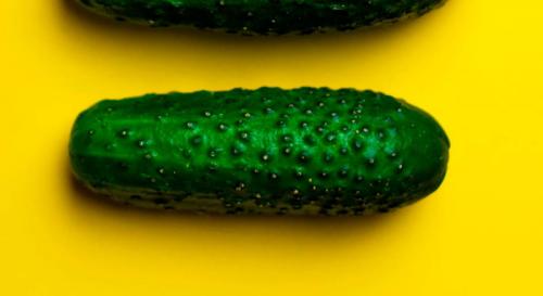 Огурцы кустовые самоопыляемые. ТОП-50 сортов огурцов для открытого грунта 2022 года — фото с описанием