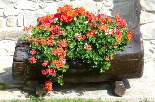 Плющелистная пеларгония зимовка. Пеларгония плющелистная. Каскады зелени и цветов