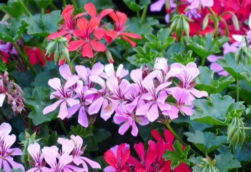 Плющелистная пеларгония зимовка. Пеларгония плющелистная. Каскады зелени и цветов