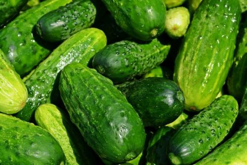 Огурец Парижский корнишон: информация официальная