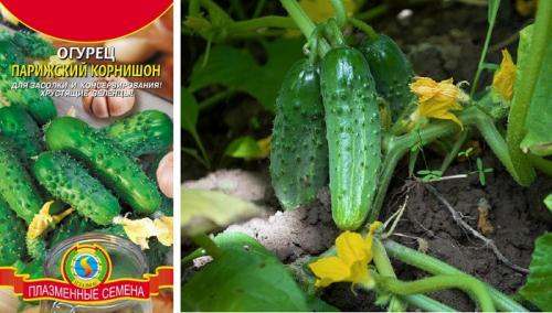Огурец Парижский корнишон: информация официальная