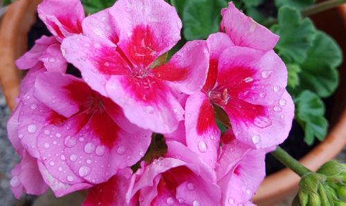 Зимовка ампельной пеларгонии. Зимовка плющелистной (ампельной) пеларгонии 07