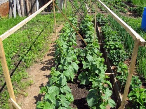 Огурец Парижский корнишон: информация официальная