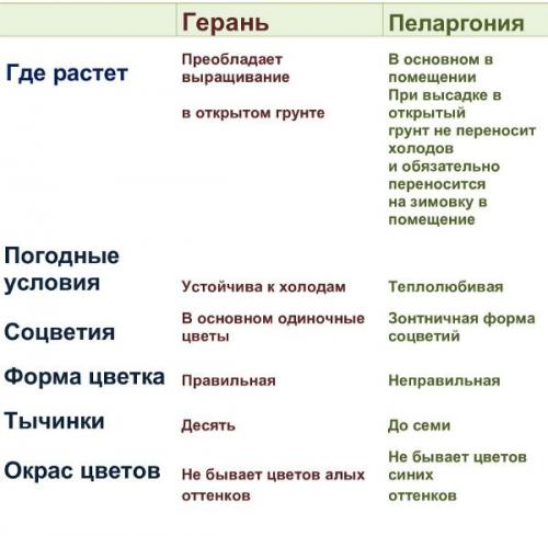 Пеларгония уличная. Отличие садовой герани от комнатной (пеларгонии)
