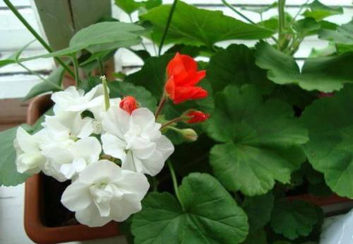 Уход за пеларгонией зимой. Как ухаживать за геранью зимой
