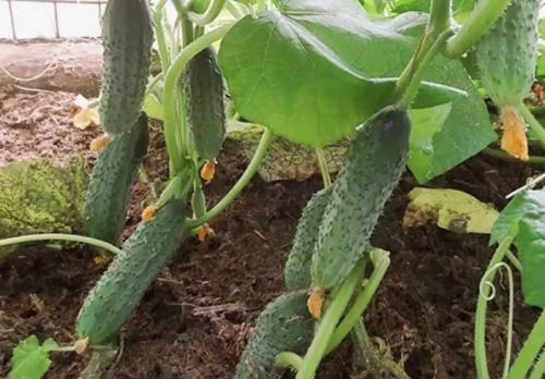 Огурцы кустовые самоопыляемые. ТОП-50 сортов огурцов для открытого грунта 2022 года — фото с описанием