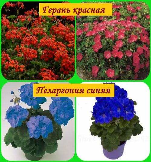 Пеларгония уличная. Отличие садовой герани от комнатной (пеларгонии)