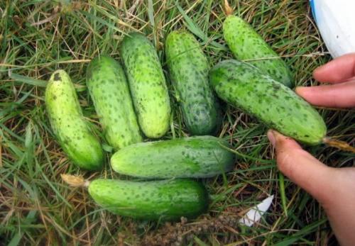 Огурец Парижский корнишон: информация официальная